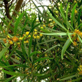 Acacia-confusa-Formosa-acacia-Seeds