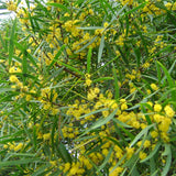 Acacia-confusa-Formosa-acacia-Seeds