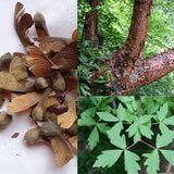 Acer-griseum-Paperbark-maple-Seeds