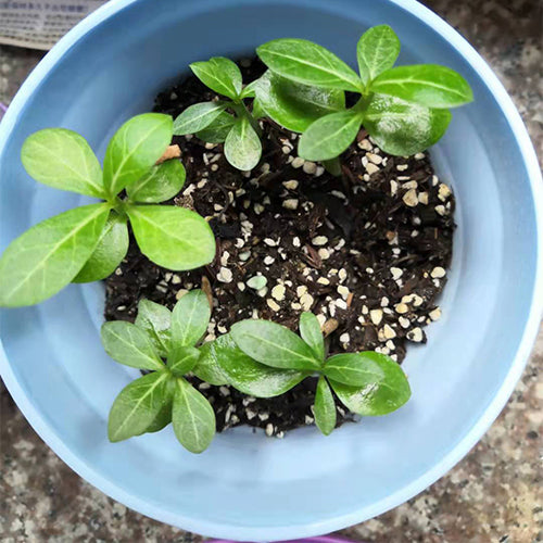 growing a desert rose from seed Adenium Obesum Flower & Desert Rose Seeds
