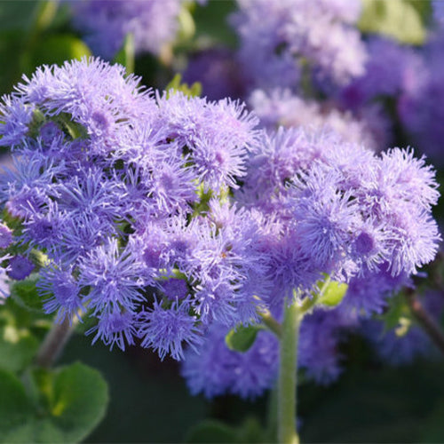 Ageratum 'Red Bouquet' seeds - Ageratum houstonianum