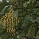 Alnus-nepalensis-Nepal-Alder-Seeds