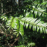 Amentotaxus-yunnanensis-Yunnan-catkin-yew-Seeds