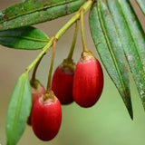 Amentotaxus-yunnanensis-Yunnan-catkin-yew-Seeds