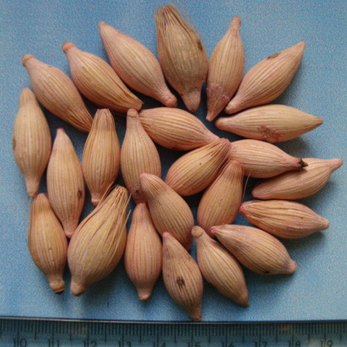 areca palm plant seeds Areca Triandra & Wild Areca Palm Seeds – HeYou Seeds