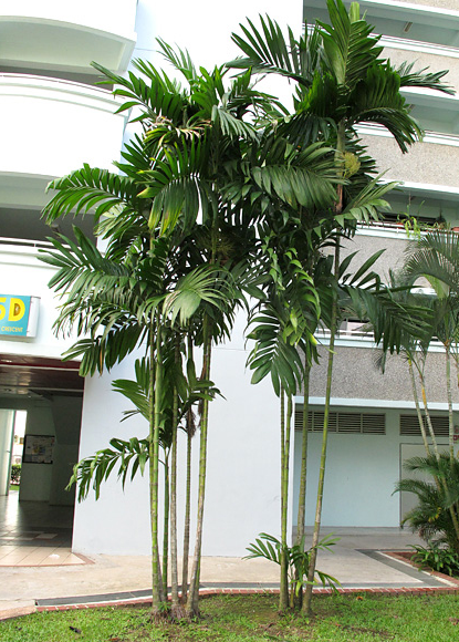 areca palm from seed Areca Triandra & Wild Areca Palm Seeds – HeYou Seeds