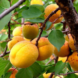Armeniaca sibirica & Siberian apricot Seeds
