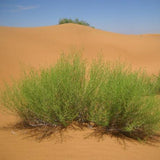 Artemisia-desertorum-Artemisia-sphaerocephala-Seeds