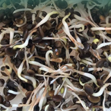 Astragalus membranaceus seeds