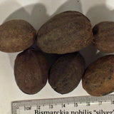 Bismarckia Nobilis & Bismarck Palm Seeds