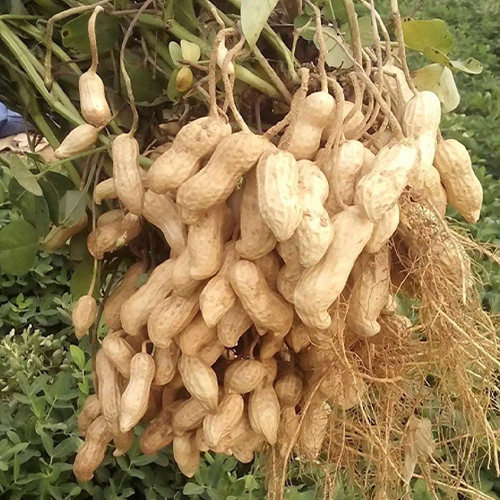 planting groundnut seeds Black Peanut & Groundnut Seeds – HeYou Seeds