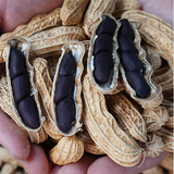 Black Peanut & Groundnut Seeds