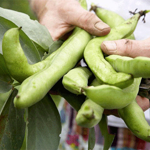Broad-Bean-Seeds