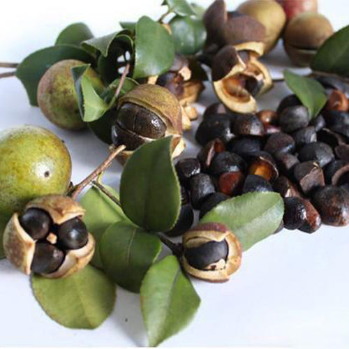 Camellia Japonica & Camellia Seeds – HeYou Seeds