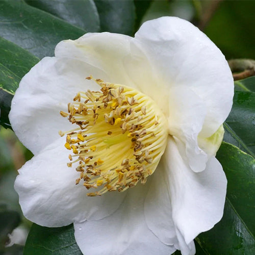 camellia japonica seeds Camellia Japonica & Camellia Seeds – HeYou Seeds
