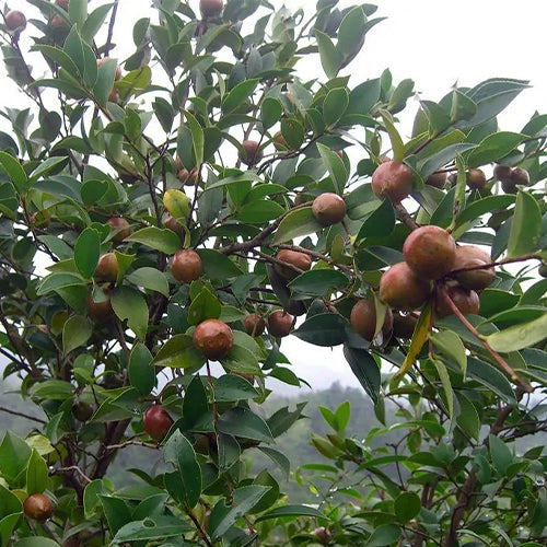 Camellia Oleifera Seeds – HeYou Seeds