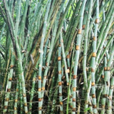 Cephalostachyum pergracile & Fragrant Glutinous bamboo Seeds