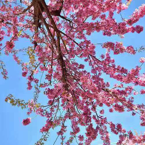 Wild Himalayan Cherry Blossoms in spring season, Prunus cerasoides