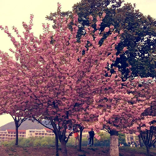 Cerasus Serrulata & Japanese Cherry Seeds