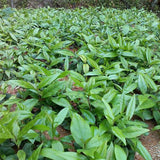 Chimonanthus praecox & wintersweet Seeds