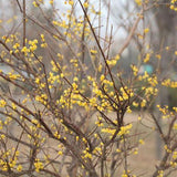 Chimonanthus praecox & wintersweet Seeds