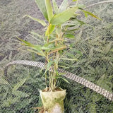 Chimonobambusa-opienensis-March-bamboo-Seeds