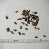 Chimonobambusa utilis & Jinfo Mountain Fangzhu Seeds