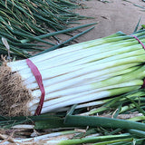 Chives-Green-Onion-Seeds