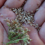 Cnidium monnieri & Monnier's snowparsley Seeds