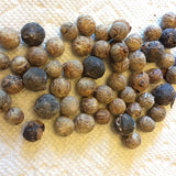 Coccothrinax Crinita & Guano Petate Seeds