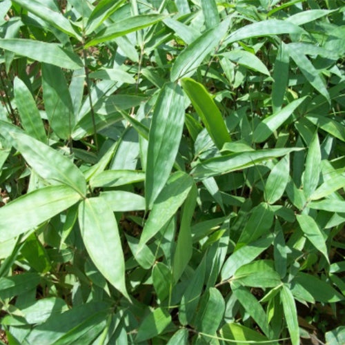 giant bamboo seeds for planting Dendrocalamus Giganteus & Giant Bamboo Seeds – HeYou Seeds