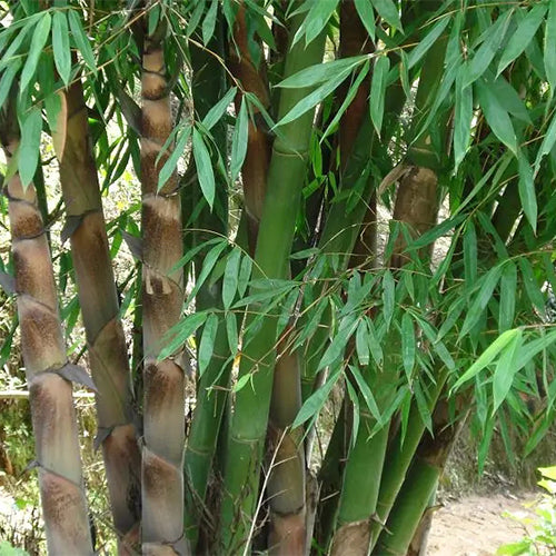 giant bamboo seeds for planting Dendrocalamus Giganteus & Giant Bamboo Seeds – HeYou Seeds