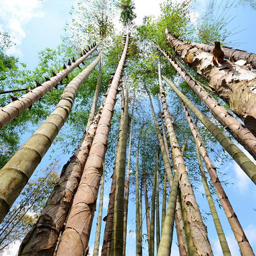 Dendrocalamus Sinicus & Diant Dragon Bamboo Seeds  HeYou Seeds