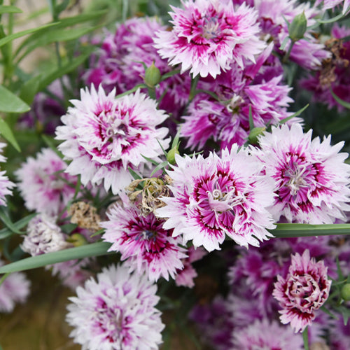 Dianthus chinensis (Chinese Pink)