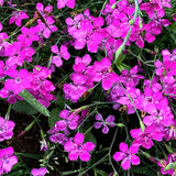 Dianthus-Deltoides-Maiden-Pink-Seeds