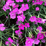 Dianthus-Deltoides-Maiden-Pink-Seeds
