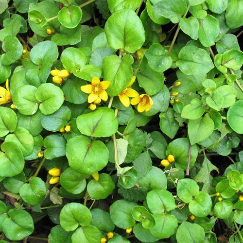 planting dichondra seeds Dichondra Micrantha & Dichondra Seeds – HeYou Seeds
