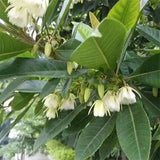 Elaeocarpus balansae & Daye Du ying Seeds