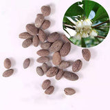 Elaeocarpus balansae & Daye Du ying Seeds