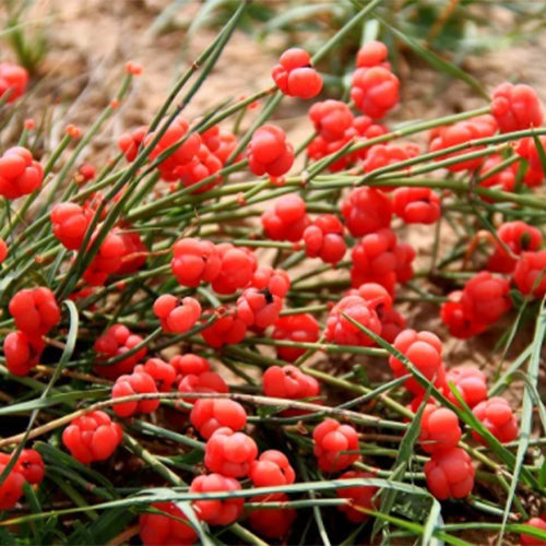 ma huang plant seeds Ephedra Sinica & Ma Huang Seeds – HeYou Seeds