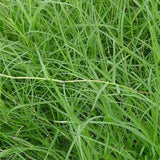 Eragrostis-curvula-Weeping-lovegrass-Seeds