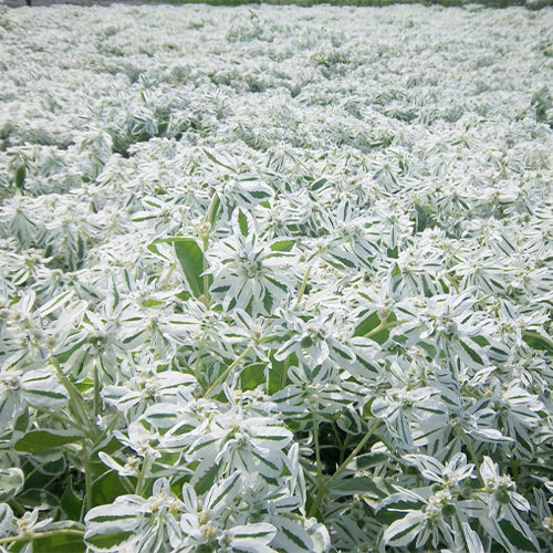 snow on the mountain flower seeds Euphorbia Marginata & Snow On The Mountain Seeds – HeYou Seeds