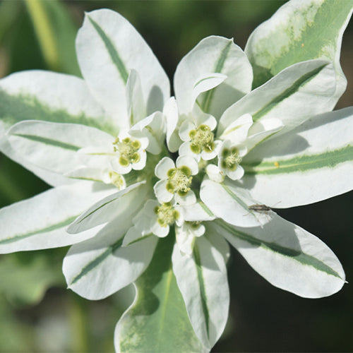 Euphorbia Marginata & Snow On The Mountain Seeds – HeYou Seeds