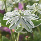 Euphorbia-Marginata-Snow-On-The-Mountain-Seeds
