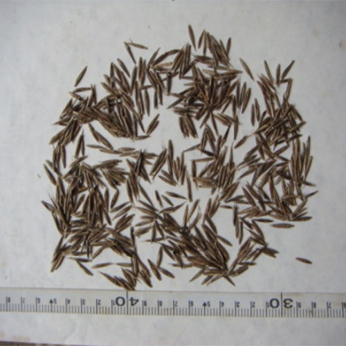 Fargesia Fungosa & Cotton Bamboo Seeds – HeYou Seeds