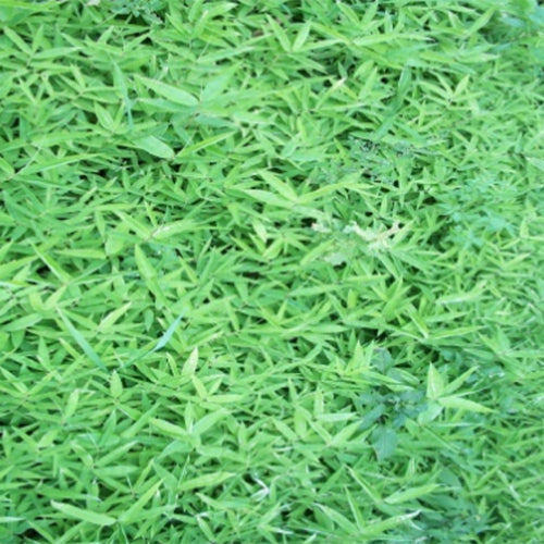 Fargesia Fungosa & Cotton Bamboo Seeds – HeYou Seeds