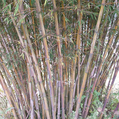 Fargesia Fungosa & Cotton Bamboo Seeds – HeYou Seeds