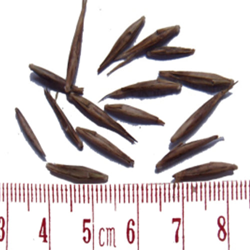 Fargesia Papyrifera & Fargesia Yunnanensis Bamboo Seeds – HeYou Seeds
