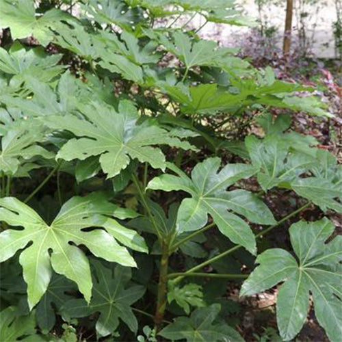 Fatsia Japonica & False Castor Oil Plant Seeds – HeYou Seeds