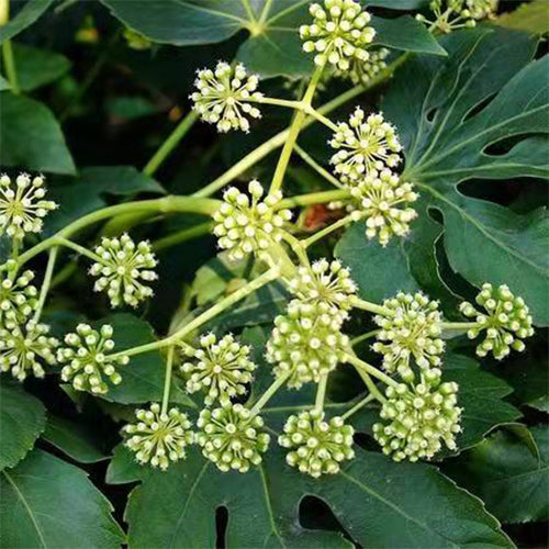 Fatsia Japonica & False Castor Oil Plant Seeds – HeYou Seeds